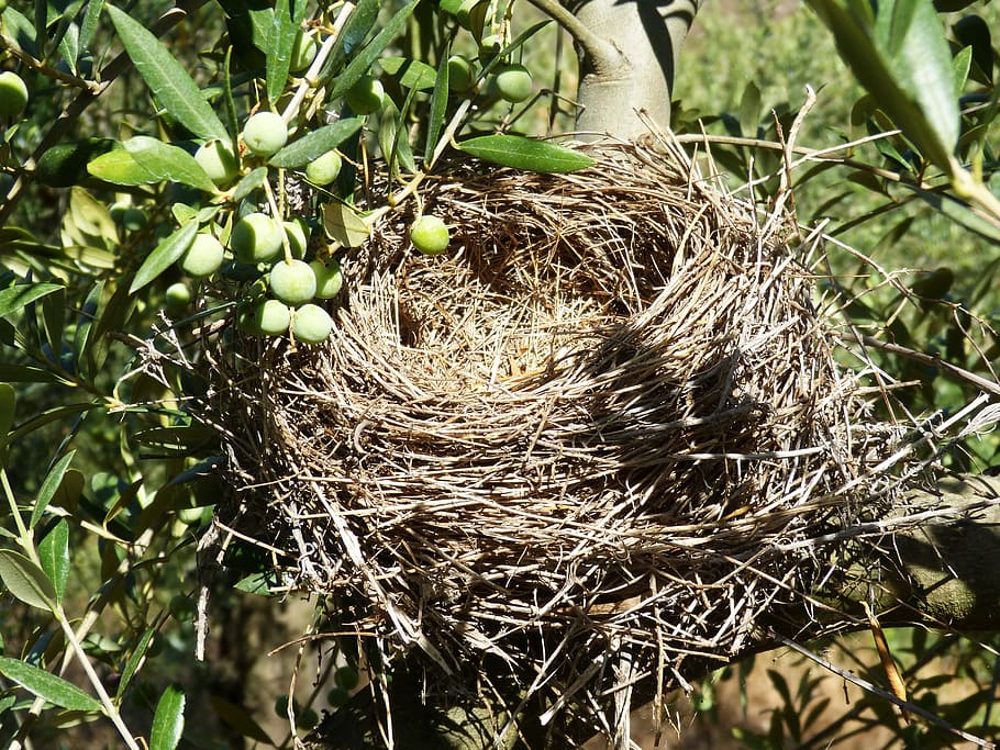 nest, olive, birds, plant, tree, animal nest, nature, day, no people HD wallpaper