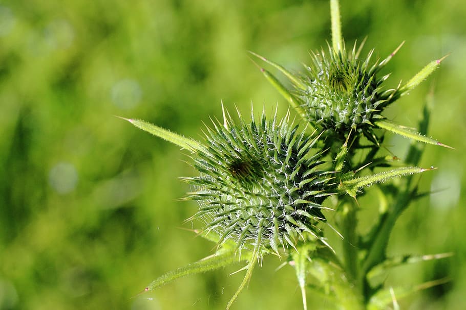 Thistle, Inflorescence, Spur, bud, green, close, nature, plant HD wallpaper