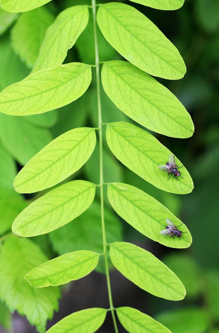 Fly, Green, Leaf, green color, plant, growth, close-up, day HD wallpaper