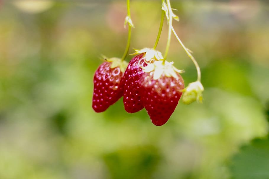 Strawberry, Japan, Buffet, fruit, red, focus on foreground HD wallpaper