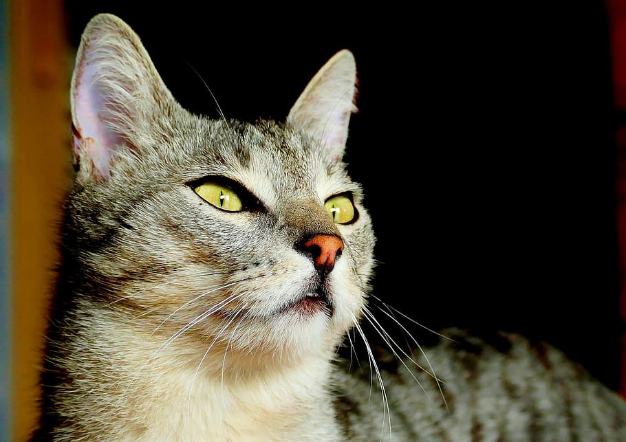 cat, face, eyes, portrait, face cat, pet, mieze, kitten, feline HD wallpaper