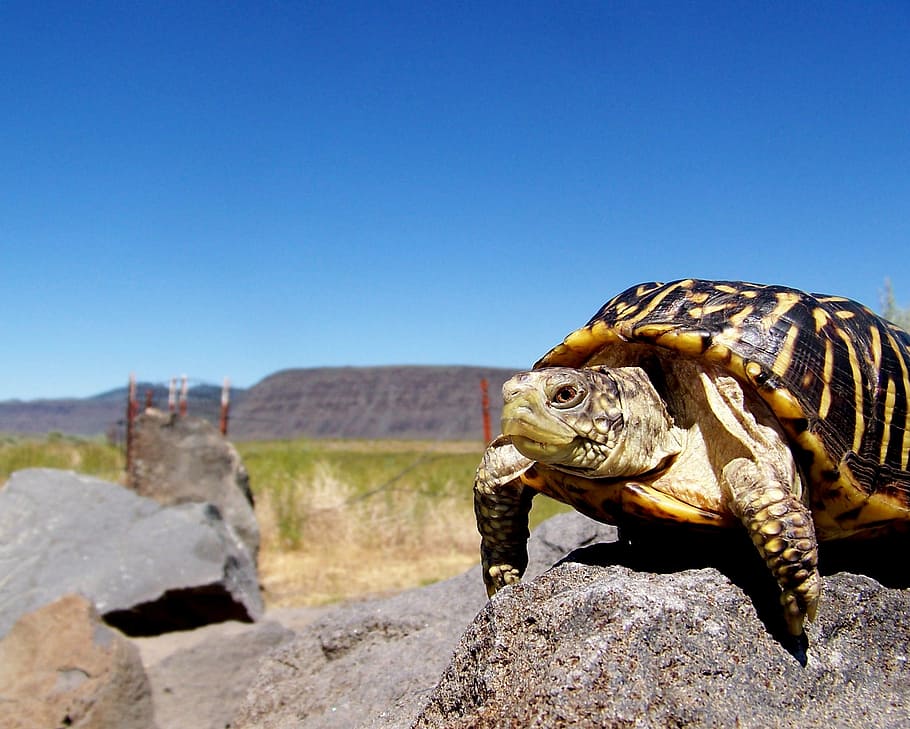 turtle, reptile, rock, shell, carapace, travel, mountain, animal themes HD wallpaper