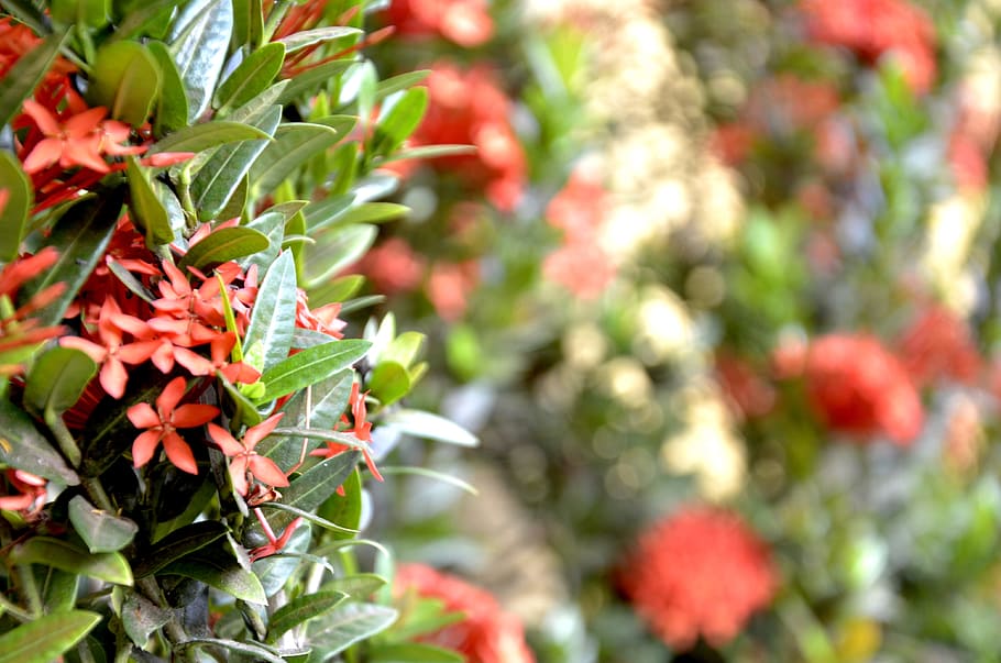flowers, red, blur, plant, flowering plant, nature, beauty in nature HD wallpaper