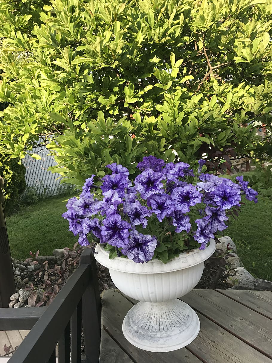 flowers, lila, purple, blossom, spring, garden, season, decoration