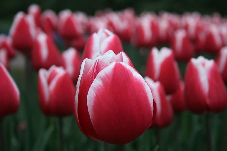 bloom, blossom, field, flora, flowers, macro, petals, tulips HD wallpaper