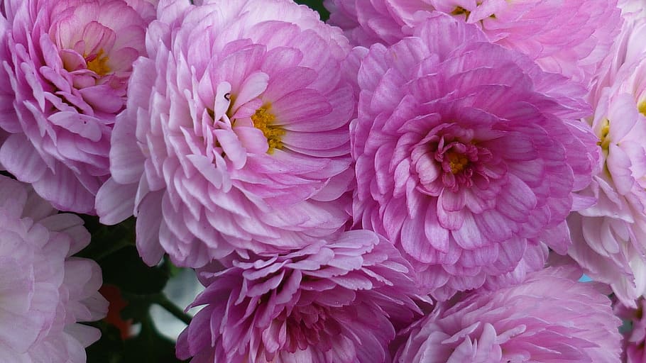 aster, flower, blossom, bloom, pink, flower garden, summer HD wallpaper