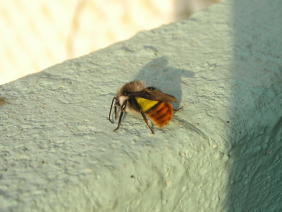 nepal, bee, hummel, insect, yellow, orange, animal, wildlife HD wallpaper