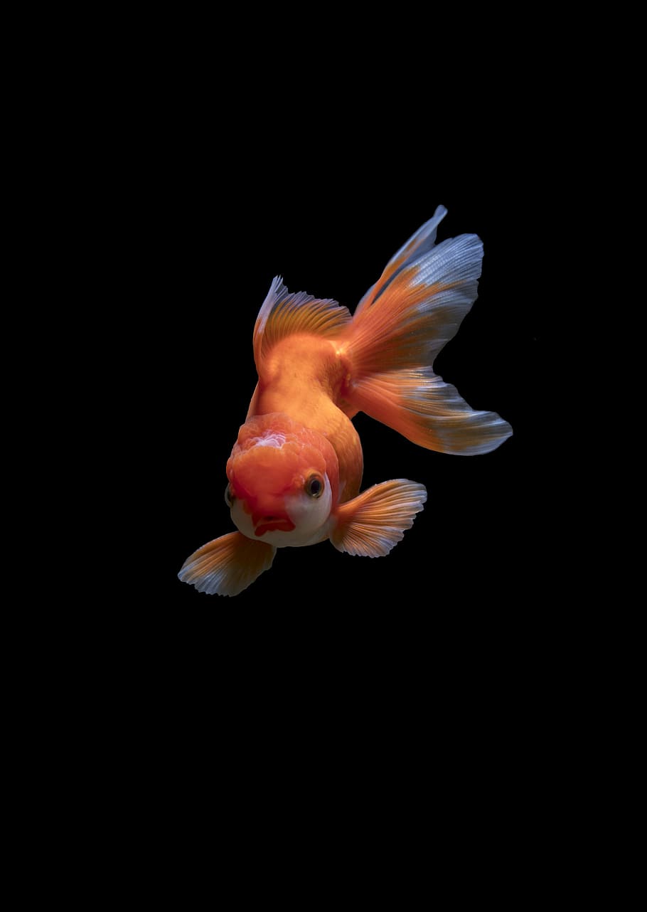 white gold fish, goldfish, tail, animal, wildlife, animal themes, HD wallpaper