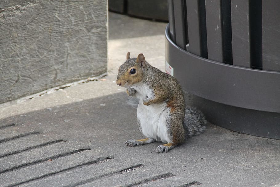 squirrel, cute, brown, white, animal, young, portrait, adorable HD wallpaper
