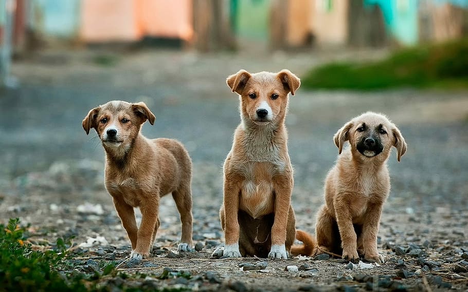 selective focus photography of three brown puppies, three short-coated tan puppies sitting on ground during daytime