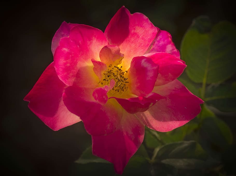 rose, pink, backlight, close, macro, flower, flowering plant HD wallpaper