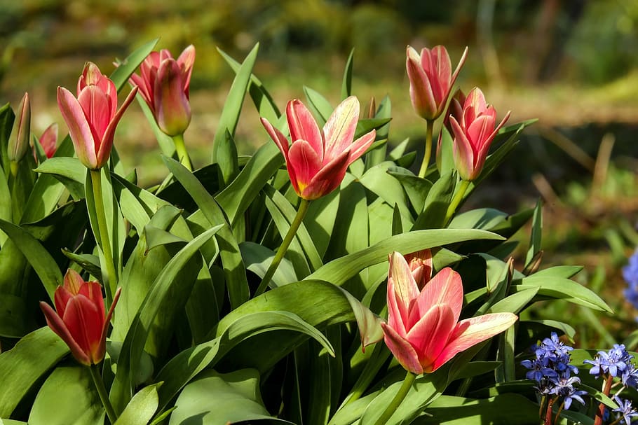 red and purple flowers, tulips, bloom, yellow, evening sun, spring flowers