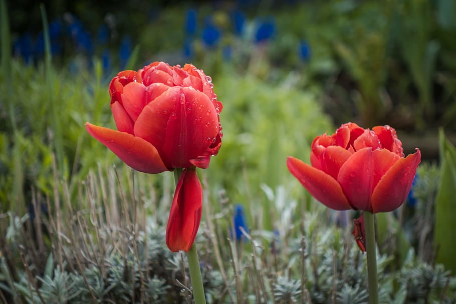 tulip, flower, spring, nature, plant, garden, drops, springtime HD wallpaper