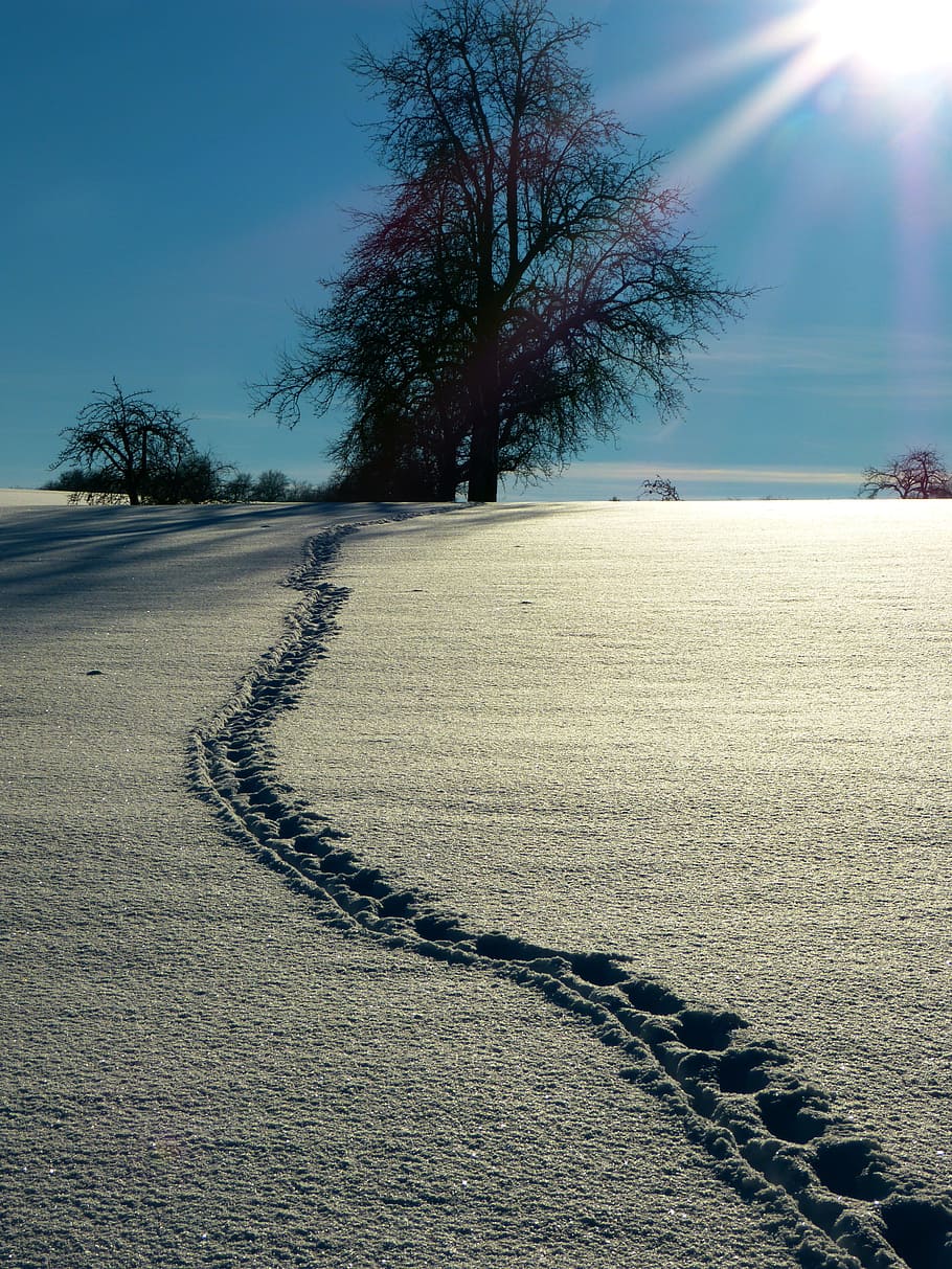 Snow, Winter, Sun, Traces, Tree, nature, landscape, no People HD wallpaper