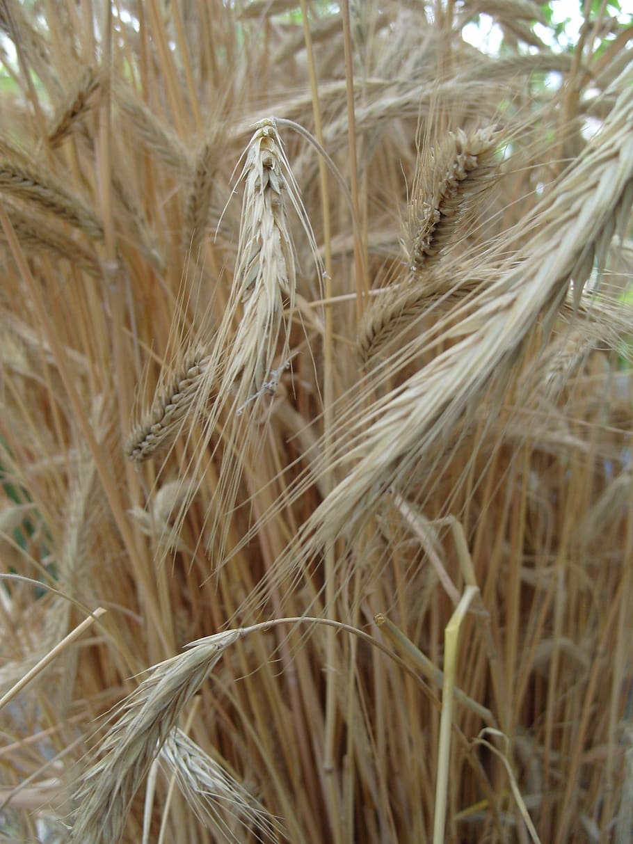 wheat, field, kolos, cereals, plant, crop, cereal plant, growth, HD wallpaper