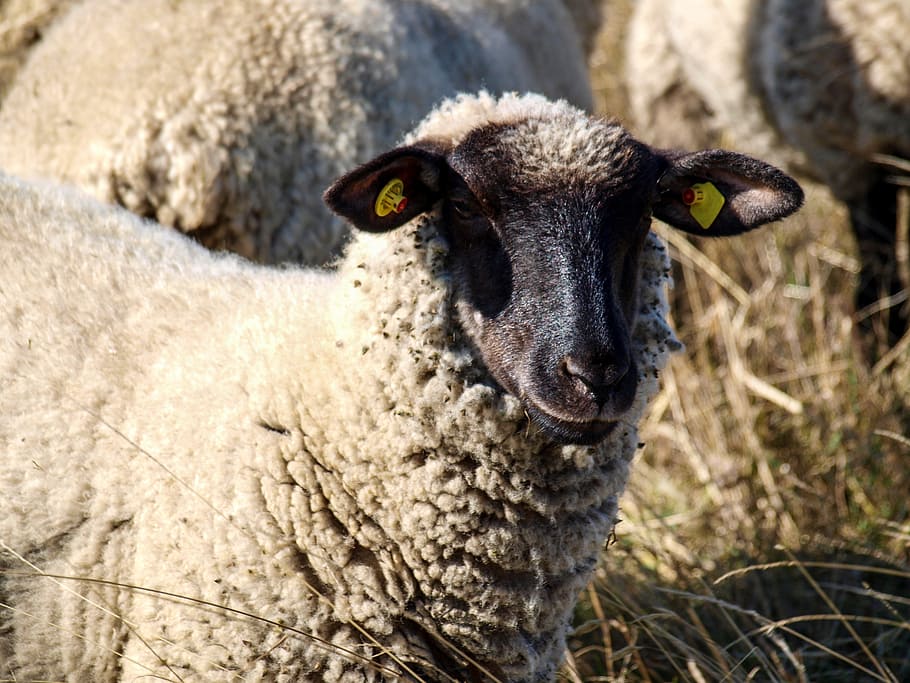 sheep, pasture, nature, graze, animal, livestock, landscape HD wallpaper