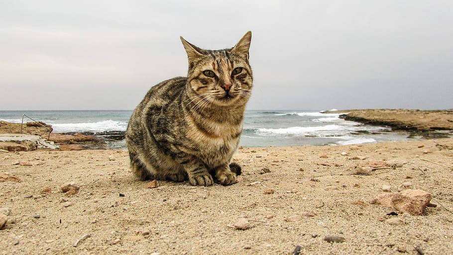 Cat, Stray, Face, Eyes, Portrait, Animal, homeless, young, kitty HD wallpaper