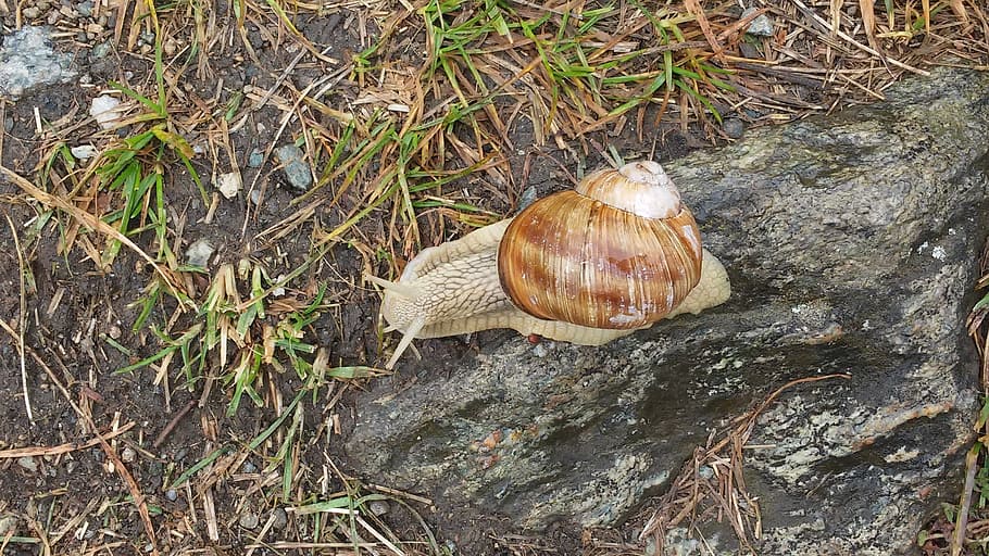 snail, prado, alps, slow, animal wildlife, animal themes, animals in the wild HD wallpaper