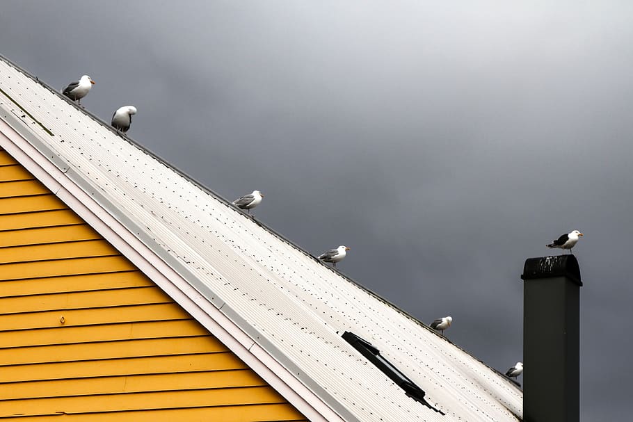 dove, clouds, sky, bird, feather, wings, roof, house, home, HD wallpaper