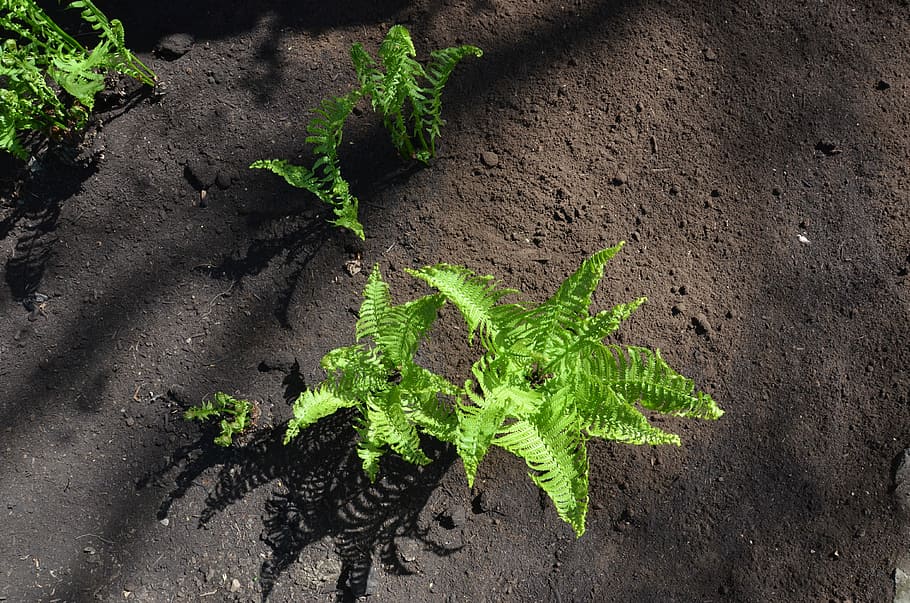 Ground, Soil, Outdoor, Outside, Nature, fern, green, leaves HD wallpaper