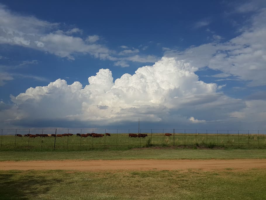 farm, weather, clouds, cows, cloud - sky, landscape, environment HD wallpaper