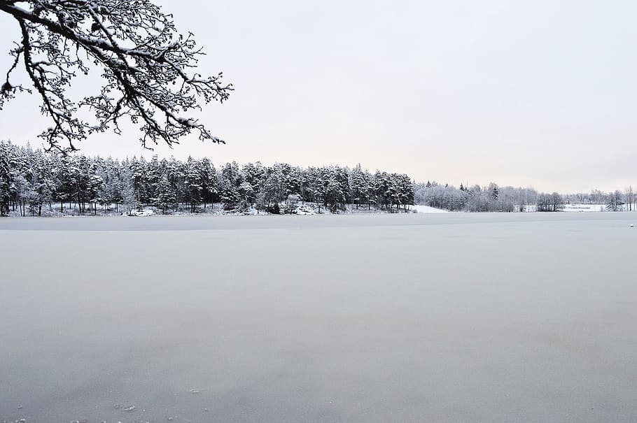 winter, snow, cold, tree, frozen, frost, nature, ice, weather HD wallpaper
