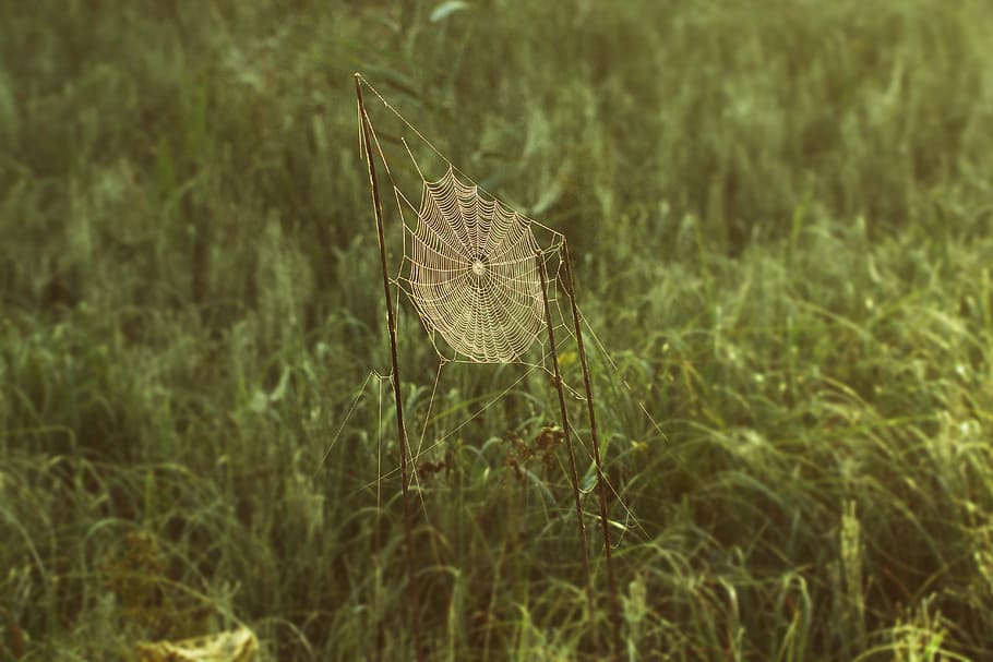 cobweb, network, spin, nature, nature conservation, reed, morning sun HD wallpaper