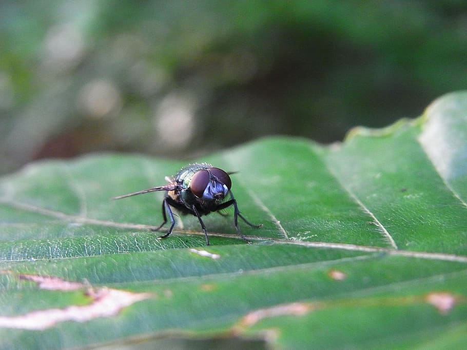 fly, insect, forest, meadow, nature, invertebrate, animal themes HD wallpaper