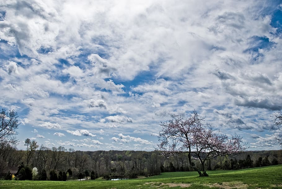 clouds, field, spring, horizon, nature, plant, tree, cloud - sky HD wallpaper