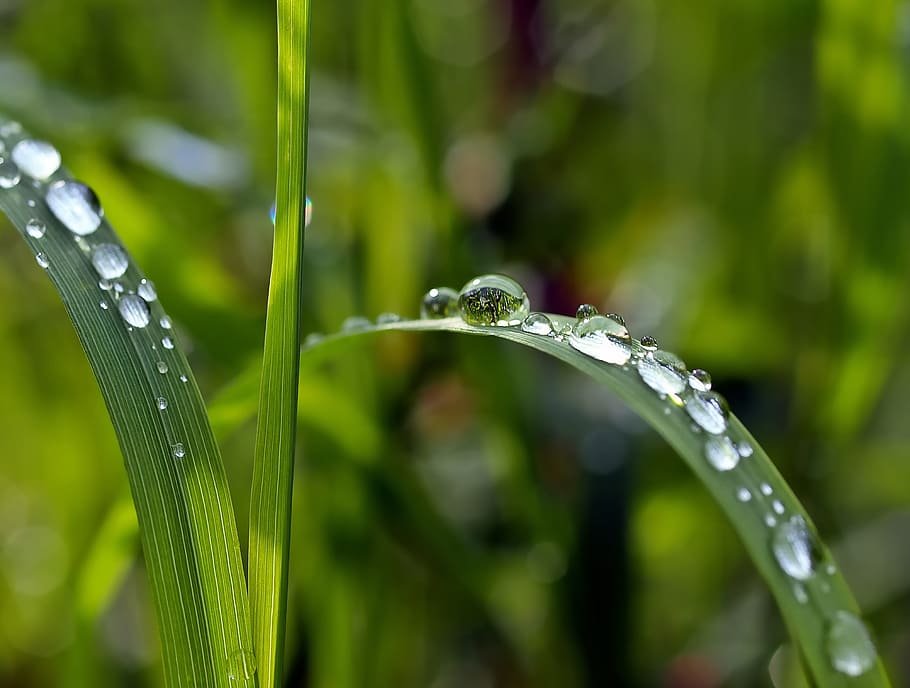 close-up photography of dew drops on grass, plant, nature, live HD wallpaper