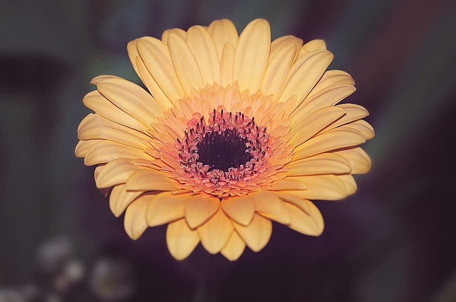 gerbera, flower, blossom, bloom, yellow, close, schnittblume HD wallpaper