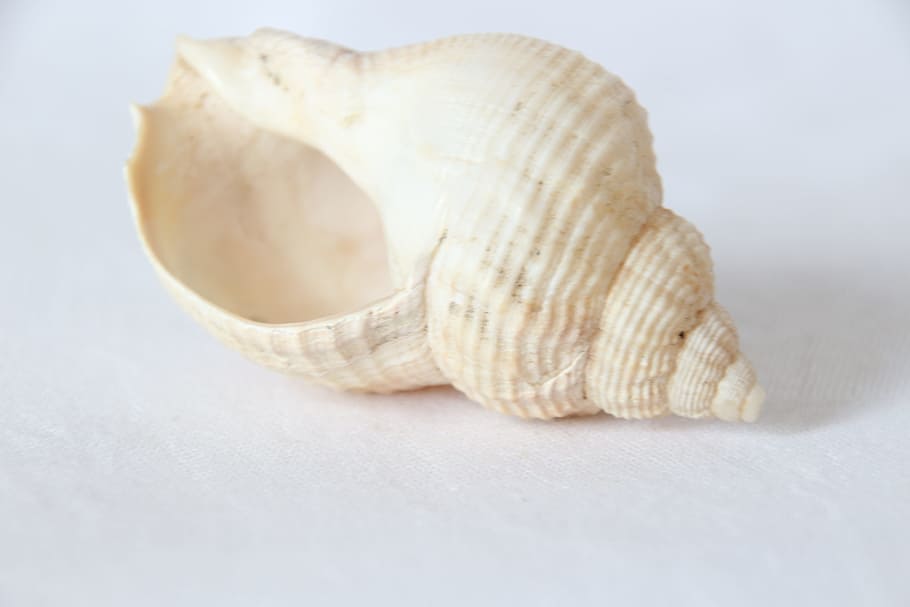 Cochlea, Snail, White, Shell, Still Life, studio shot, no people HD wallpaper