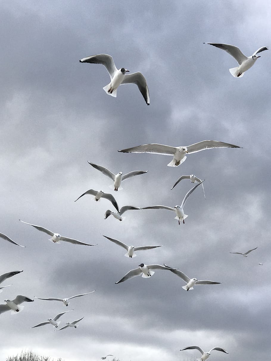 bird, seagull, nature, flight, flying, animal wildlife, animals in the wild HD wallpaper