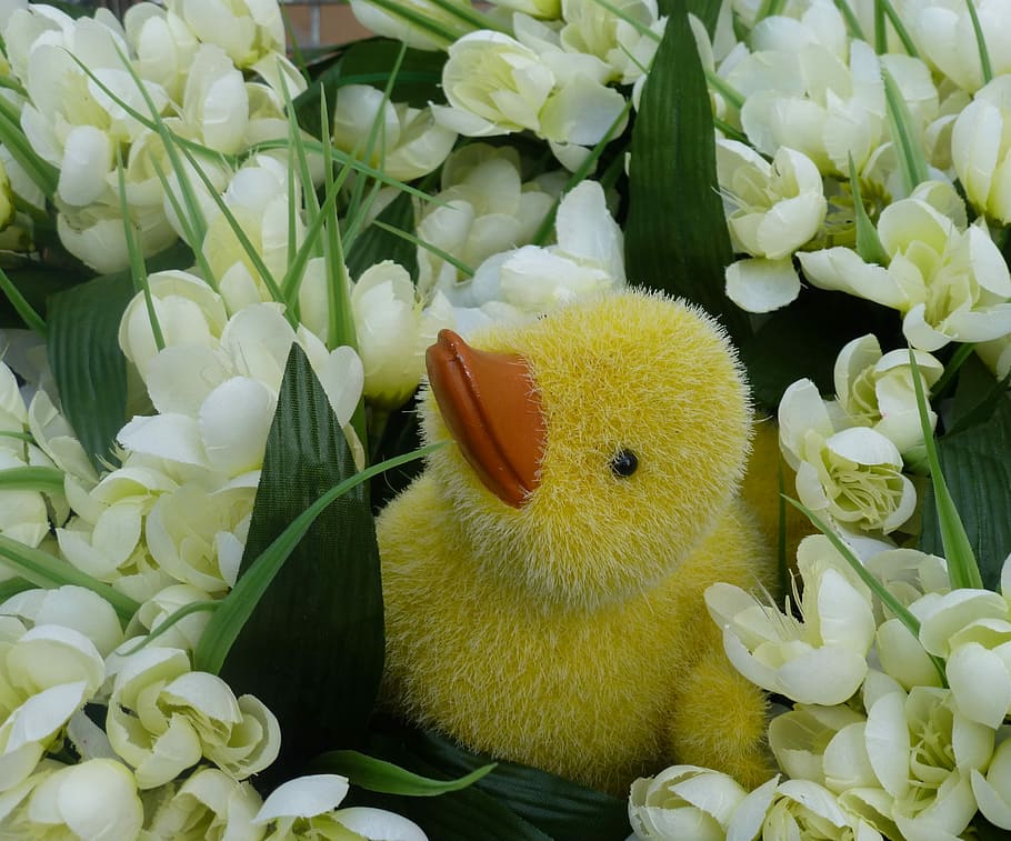 Flowers, Ducky, Spring, freshness, food and drink, no people HD wallpaper