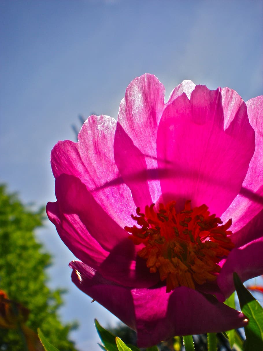 flower, red, himmel, summer, nature, plant, petal, close-up HD wallpaper