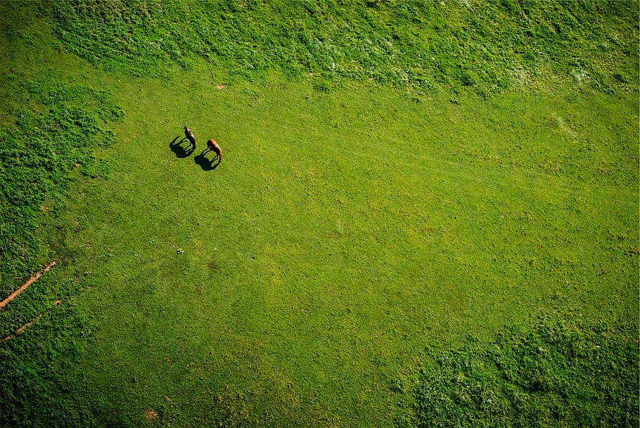 aerial view of grass field, two, brown, animals, daytime, green, HD wallpaper