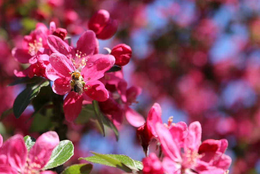 nature, flowers, spring, pink, branch, bloom, bee, insect, flowering plant HD wallpaper