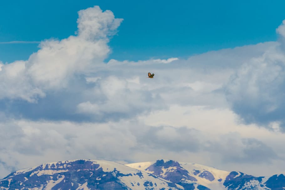 brown and black bird flying over snow-covered mountains under cloudy sky, brown bird flying above mountain HD wallpaper