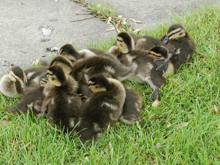 babies, ducks, fun, water, birds, wildlife, grass, group of animals HD wallpaper