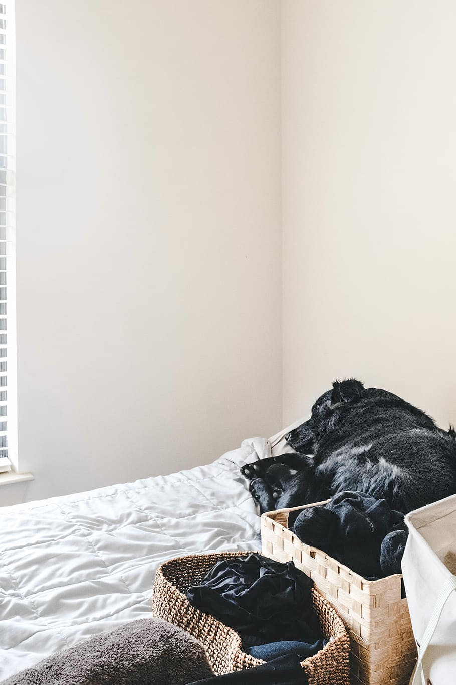 dog lying on bed, sheet, wall, bright, light, minimal, cute, sleep