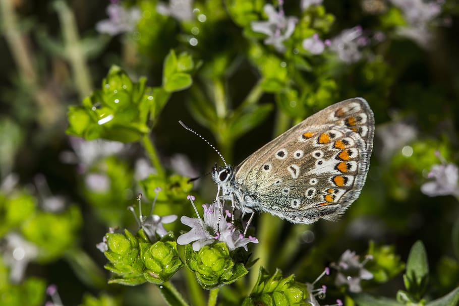 butterfly, macro, nature, insect, green, white, black, wing HD wallpaper