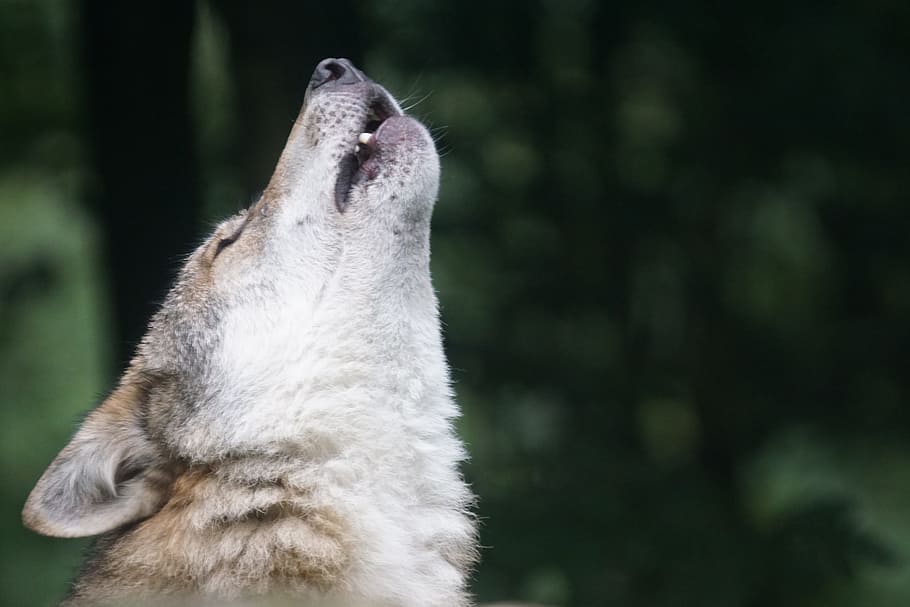 shallow focus photography of white and brown wolf, howl, wolf howling