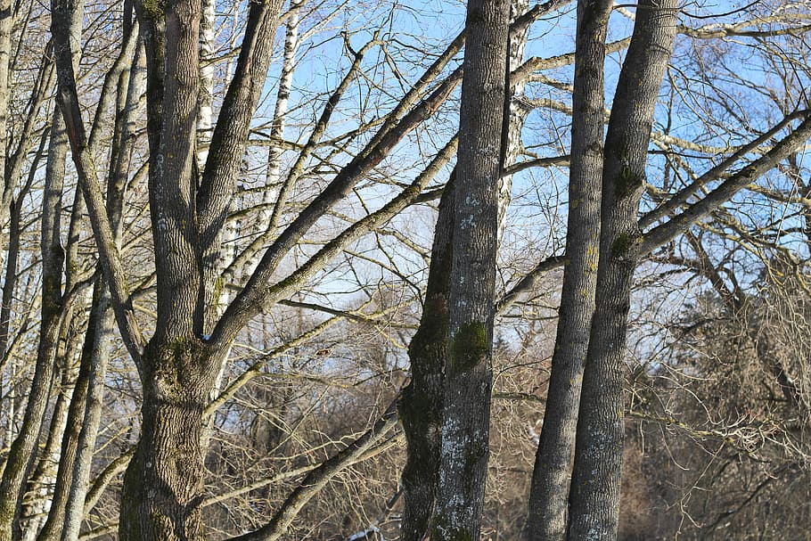 Trees, Forest, Maple, Trunk, Sky, Blue, no one, a number of HD wallpaper