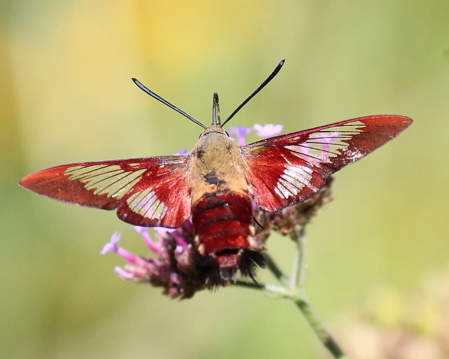 hummingbird clearwing moth, insect, nature, hover, garden, hemaris, HD wallpaper