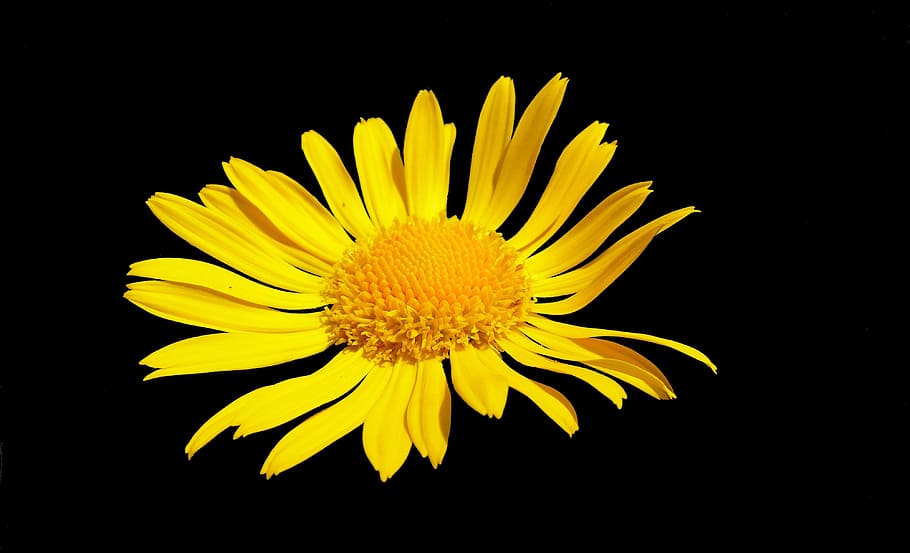 flowers, macro, nature, yellow, petal, blossomed, spring, flora HD wallpaper
