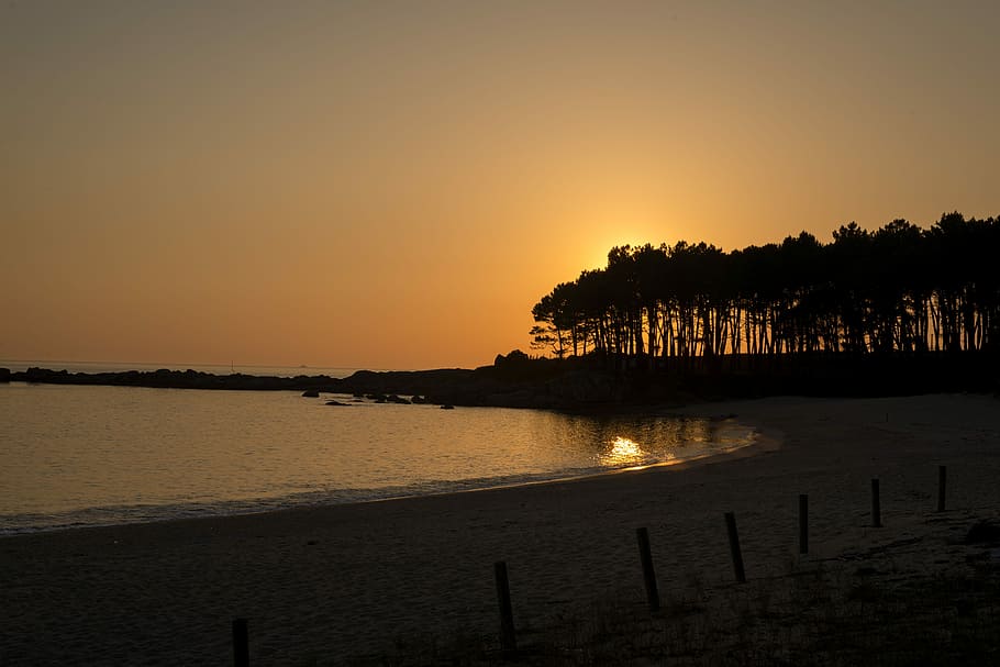 silhouette of trees overlooking sunset, beach, landscape, water HD wallpaper
