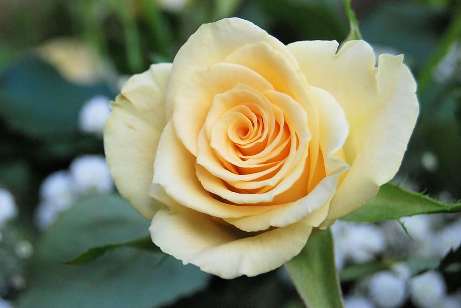 close-up of yellow rose flower in bloom, romantic, garden, floral HD wallpaper