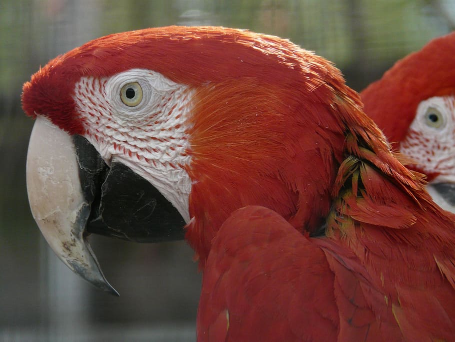 green macaw, parrots, dark red ara, colorful, ara chloropterus