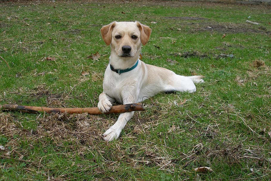 dog, labrador, animals, one animal, canine, animal themes, pets HD wallpaper