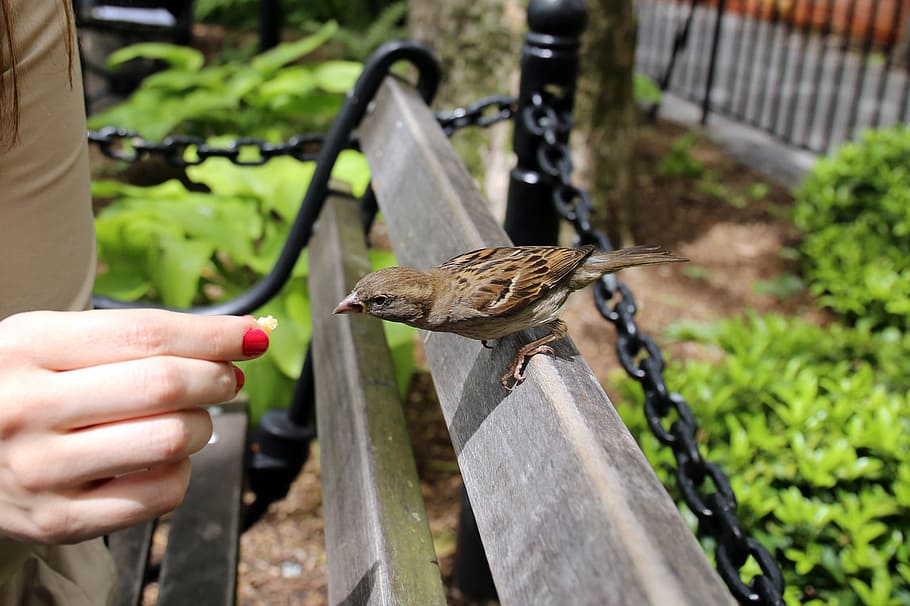 Bird, Sparrow, Ave, Nature, Animal, animals, fauna, human hand HD wallpaper